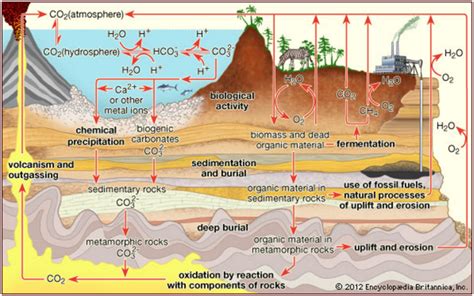 Carbon Cycle - Exam Yatra