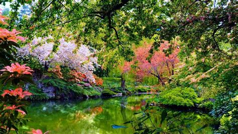 Lake Between Beautiful Colorful Flowers Garden With Reflection 4K HD Nature Wallpapers | HD ...