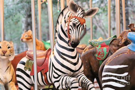 Carousel Zebra Stripes II Photograph by Diann Fisher - Fine Art America