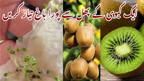 How to Grow Kiwi from Seeds at Home | Kiwi Seeds Germination Time ...