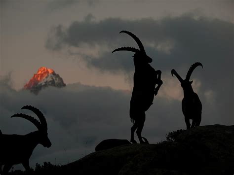 Two Mountain Goats Are Fighting Photograph by Menno Boermans