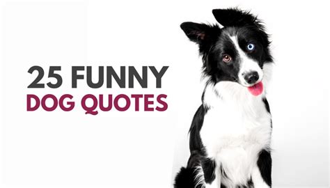 30 Cute & Funny Dog Quotes - Puppy Leaks