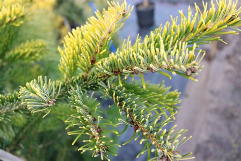 Abies alba 'Aurea' European Silver Fir | Conifer Kingdom