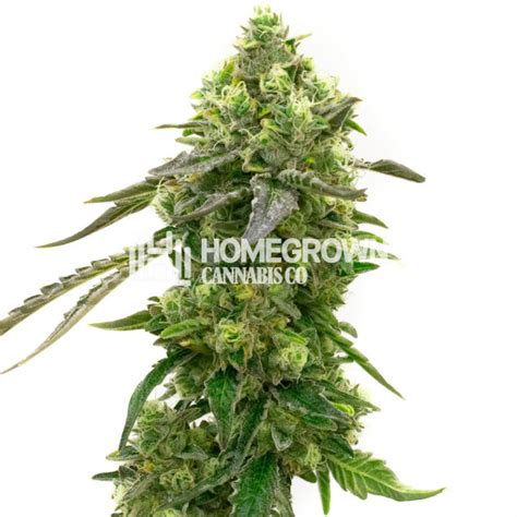 CBD Harlequin Kimbo Kush (1:2) Cannabis Seeds - Strain info | Homegrown ...