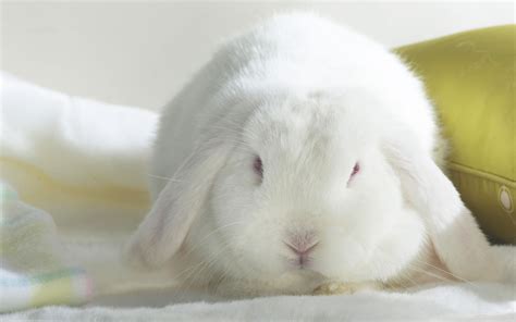 White Bunny Desktop hd Wallpaper | High Quality Wallpapers,Wallpaper Desktop,High Definition ...