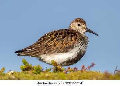 4,098 Dunlin Bird Images, Stock Photos & Vectors | Shutterstock