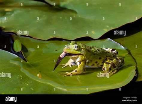 European edible frog, common edible frog (Rana kl. esculenta, Rana esculenta, Pelophylax ...