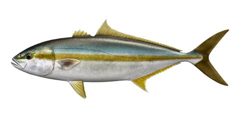 Japanese Amberjack - Fishing Planet Wiki