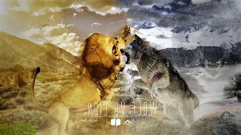 Wolf Vs Lion Wallpapers - www.Wolf-Wallpapers.pro