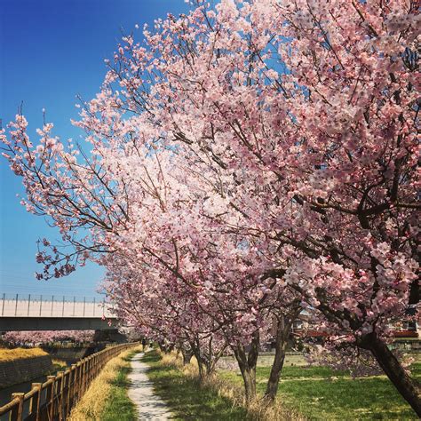 cherry blossoms near the river - David Bower