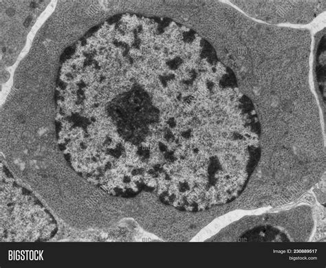 Cytoplasm Microscope