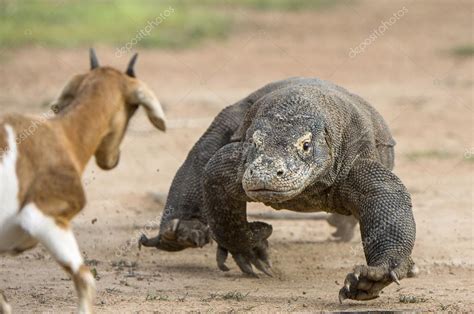 Attack of a Komodo dragon. — Stock Photo © SURZet #109244750