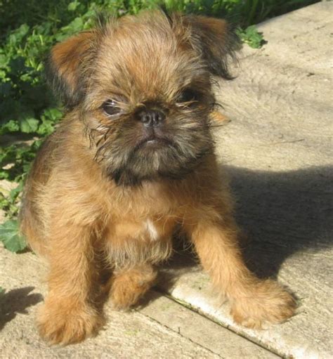 Griffon Bruxellois Pup | Griffin dog, Griffon dog, Brussels griffon puppies