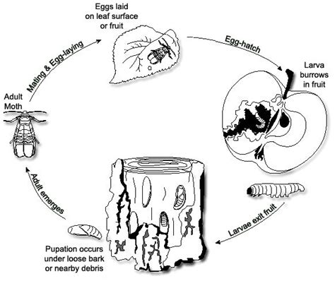 Codling Moth Lifecycle | garden | Pinterest