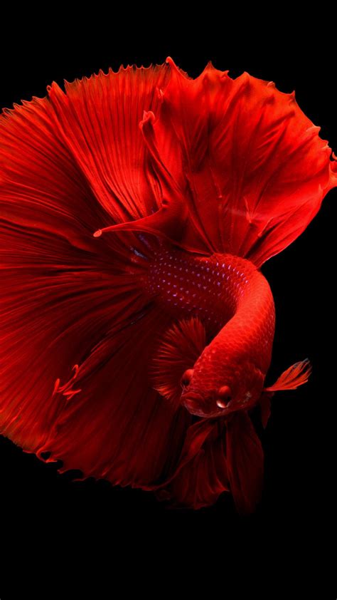 Betta Fish Wallpapers - Top Free Betta Fish Backgrounds - WallpaperAccess