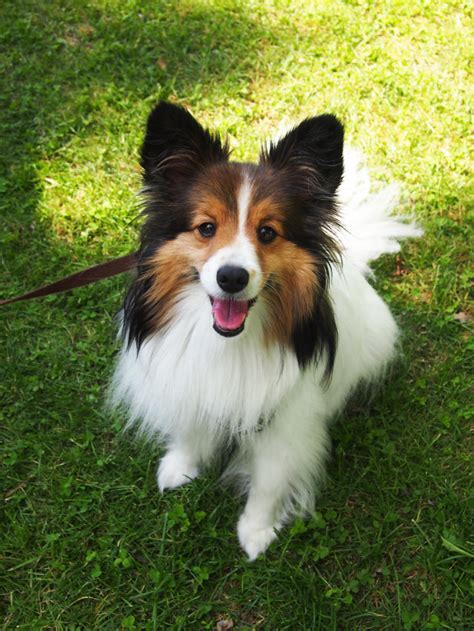 Bite the Wax Tadpole | Pappy (Sheltie/Papillon mix)