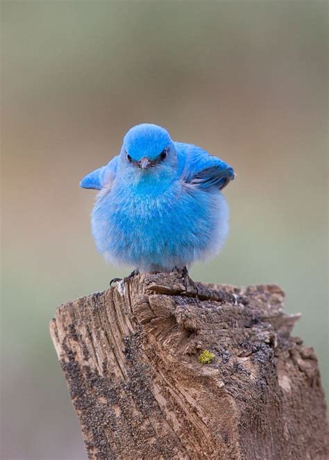 Idaho State Bird: Mountain Bluebird