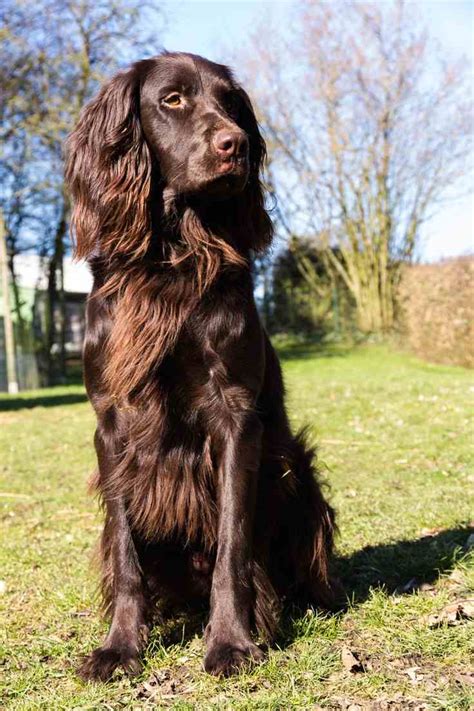 German Longhaired Pointer - K9 Research Lab