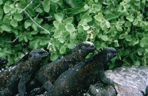 Free picture: marine, iguanas