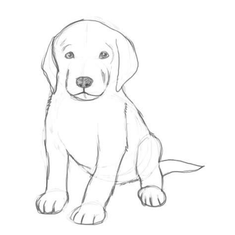 Are you looking for a tutorial on how to draw a puppy? Look no further! here at the Drawing ...