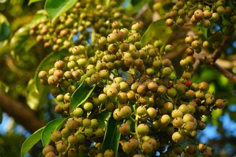 Camphor Tree Seed is the Fruit of Camphor Tree Stock Image - Image of cluster, seeds: 190226833