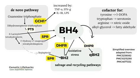 BH4: Tetrahydrobiopterin Synthesis, Recycling, and Genetic SNPs