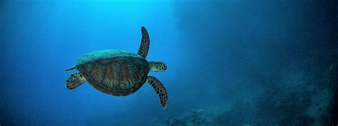 great-barrier-reef-animals - Great Barrier Reef Cruise