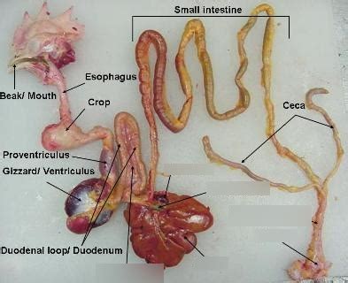 Avian Digestive 1/2 Diagram | Quizlet