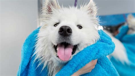 Bathing Your Samoyed (Frequency, & Puppy Tips) | Paws and Learn