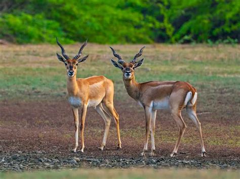 10 Famous Wildlife National Parks in Tamil Nadu