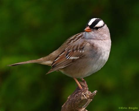 White-crowned Sparrow — Badgerland Bird Alliance