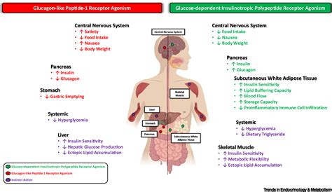 How May GIP Enhance the Therapeutic Efficacy of GLP-1? | Semantic Scholar