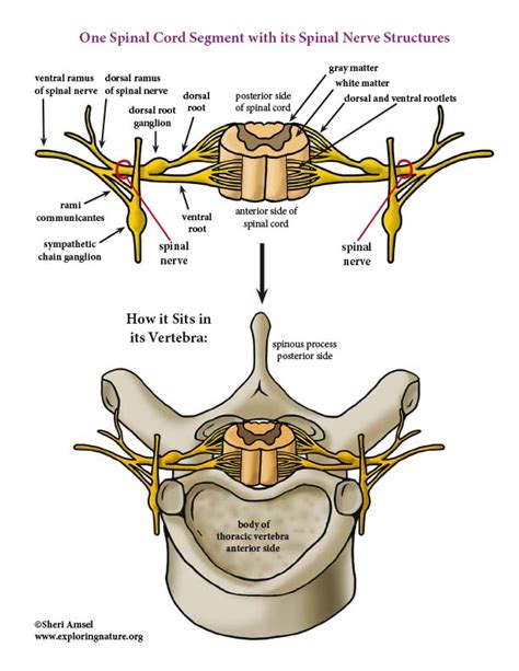 Labeling The Spinal Anatomy