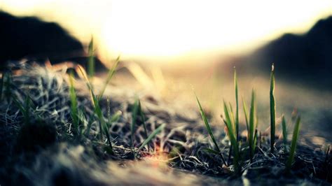 Wallpaper close-up, grass, green, light hd, picture, image