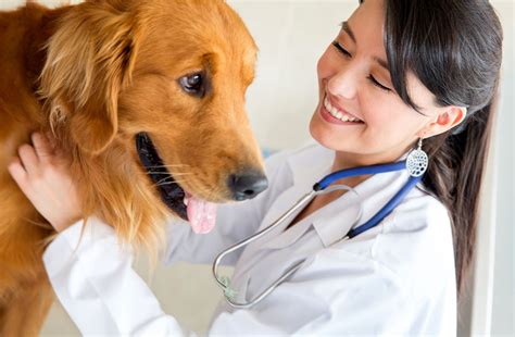 Average Veterinarian Salary 2018 - Income, Hourly Wages & Career ...