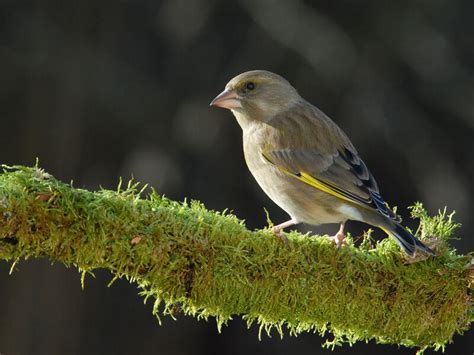 European Greenfinch - Chloris chloris female adult post breeding ...