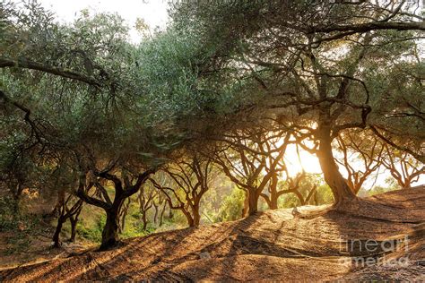 Greece, Corfu, Olive Orchard At Sunset by Westend61