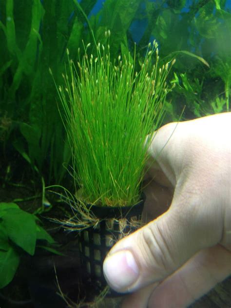 Potted Dwarf Hairgrass Aquarium Live Plant | Aquarium Plants