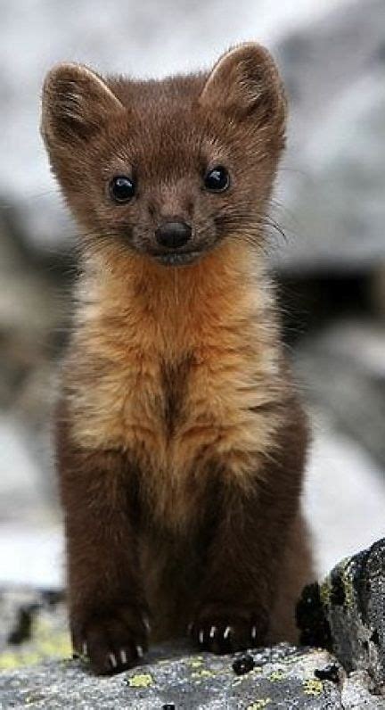 Brown Baby Weasel | Cute animals, Cute baby animals, Baby animals