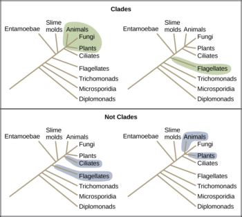 Cladistics | Biology for Majors II