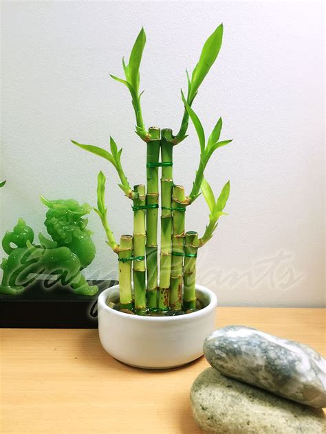 1 LUCKY BAMBOO RIBBON PLANT EVERGREEN INDOOR BONSAI IN CERAMIC POT FOR ...