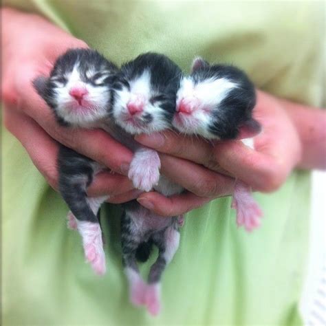 17 Best images about newborn kittens on Pinterest | Cats, Bottle and Bad dreams