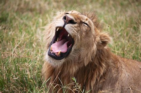 Premium Photo | Close-up of lion yawning on grass