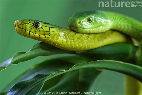 Stock photo of Eastern green mambas (Dendroaspis angusticeps) captive ...