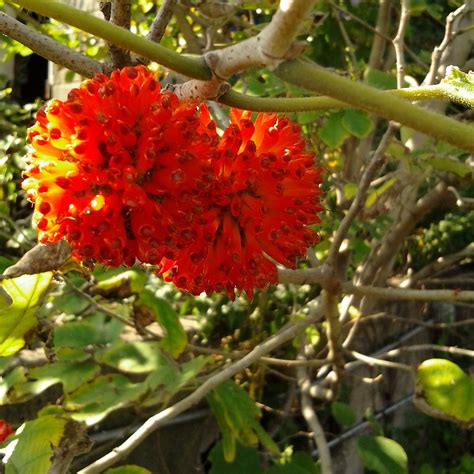 Dingle-Berries | These fruits are growing on an abandoned in… | Flickr