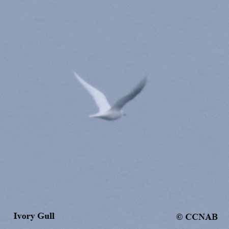 Ivory Gull (Pagophila eburnea)