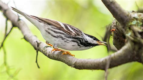 Blackpoll Warbler | Audubon Field Guide