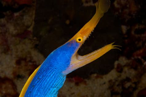 Blue Ribbon Eel – Exotic Sealife