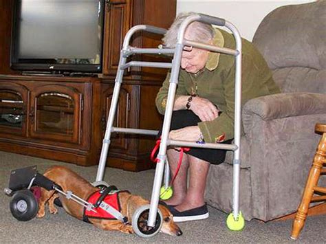 Paralyzed pets rock their wheels: 30 awesome animals - CBS News