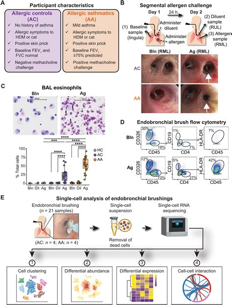 A human model of asthma exacerbation reveals transcriptional programs and cell circuits specific ...